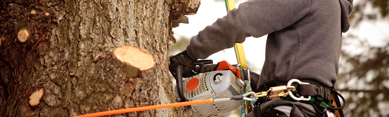Tree Trimming Services in San Diego CA Watersedge Landscape